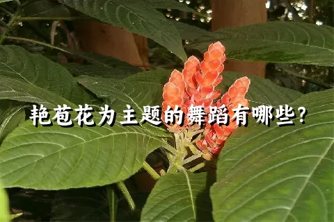 艳苞花为主题的舞蹈有哪些？