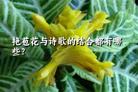 艳苞花与诗歌的结合都有哪些？