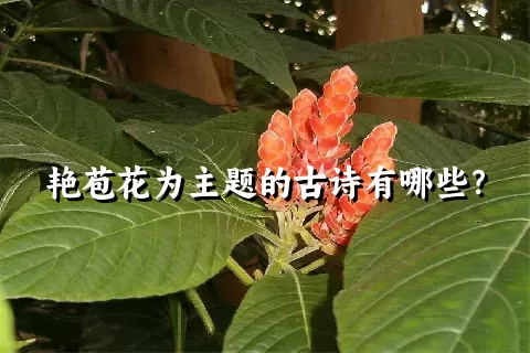 艳苞花为主题的古诗有哪些？