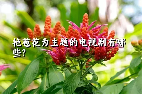 艳苞花为主题的电视剧有哪些？