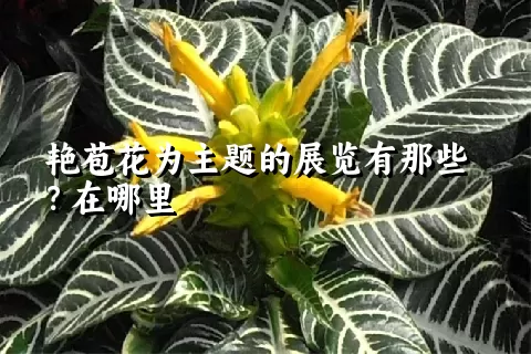 艳苞花为主题的展览有那些？在哪里