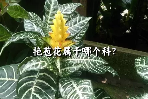 艳苞花属于哪个科？