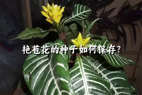 艳苞花的种子如何保存？