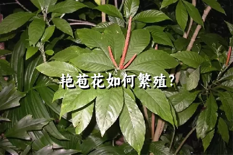 艳苞花如何繁殖？