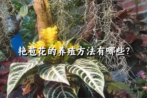 艳苞花的养殖方法有哪些？