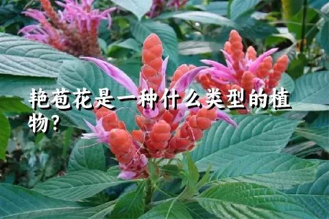 艳苞花是一种什么类型的植物？