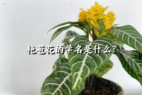 艳苞花的学名是什么？