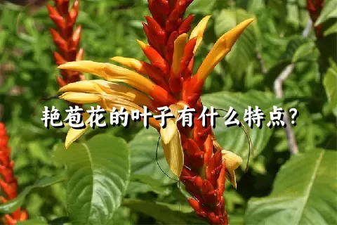 艳苞花的叶子有什么特点？