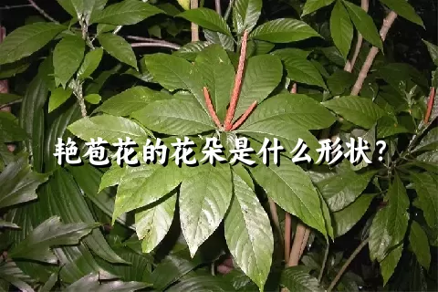 艳苞花的花朵是什么形状？