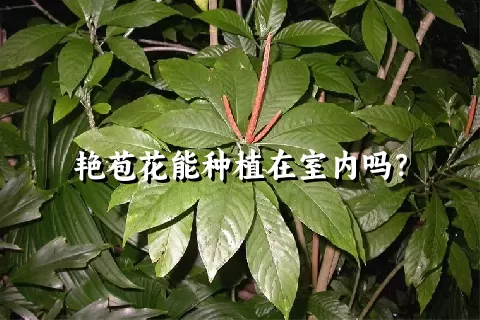 艳苞花能种植在室内吗？