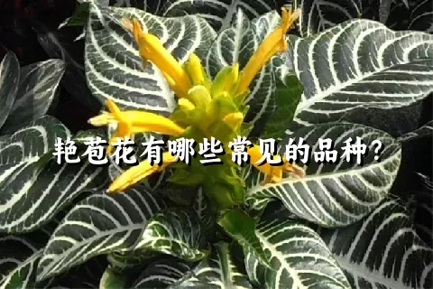 艳苞花有哪些常见的品种？