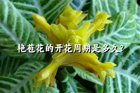 艳苞花的开花周期是多久？