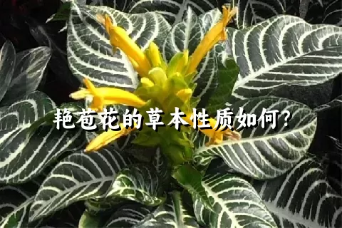 艳苞花的草本性质如何？