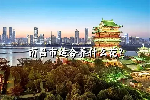 南昌市适合养什么花？