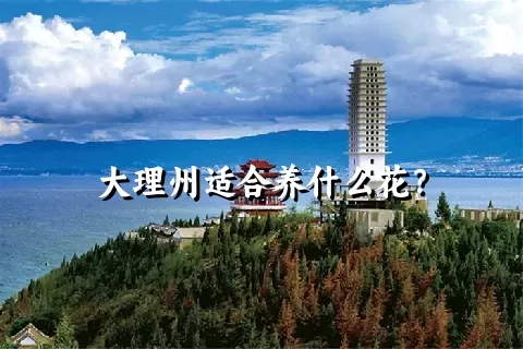 大理州适合养什么花？