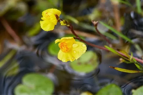 黄花狸藻