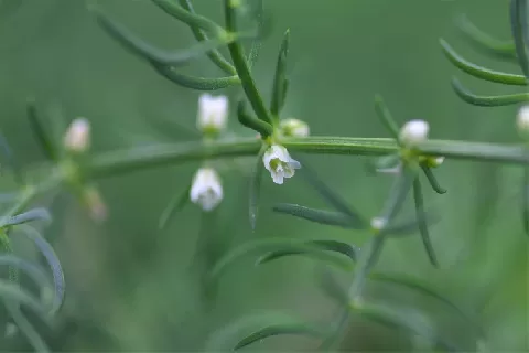 天门冬