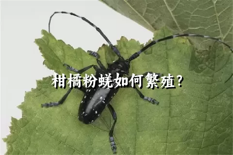 柑橘粉蜣如何繁殖？