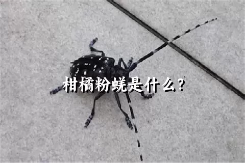 柑橘粉蜣是什么？