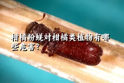 柑橘粉蜣对柑橘类植物有哪些危害？