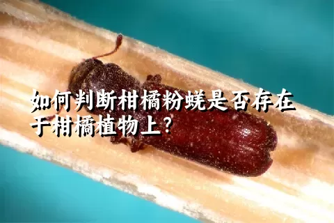 如何判断柑橘粉蜣是否存在于柑橘植物上？