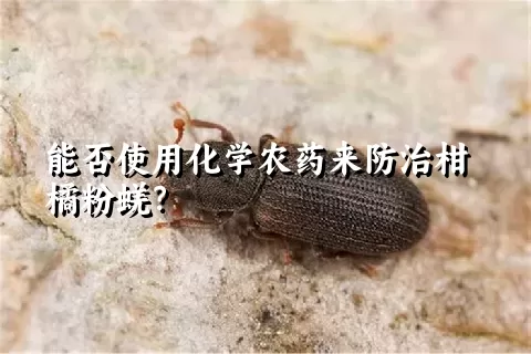 能否使用化学农药来防治柑橘粉蜣？