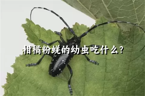 柑橘粉蜣的幼虫吃什么？