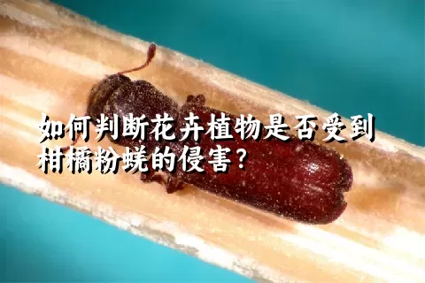 如何判断花卉植物是否受到柑橘粉蜣的侵害？