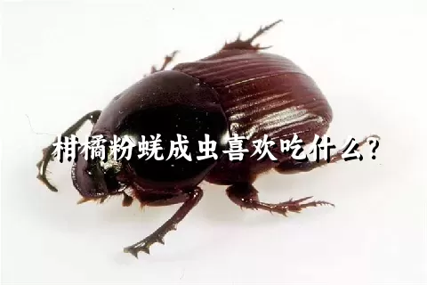 柑橘粉蜣成虫喜欢吃什么？