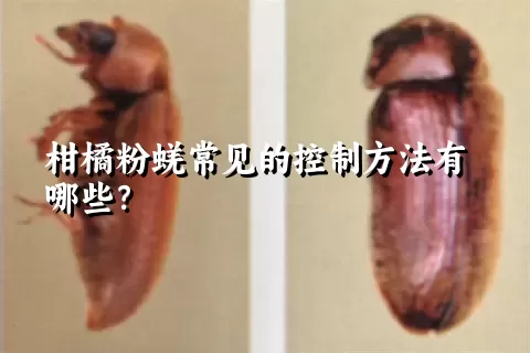 柑橘粉蜣常见的控制方法有哪些？