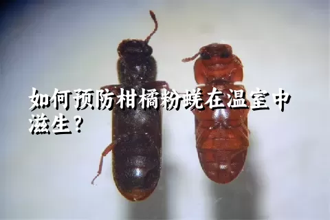 如何预防柑橘粉蜣在温室中滋生？