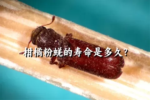 柑橘粉蜣的寿命是多久？