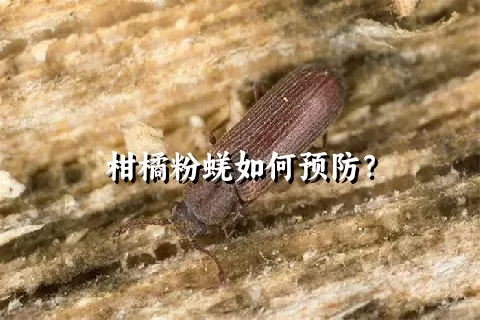 柑橘粉蜣如何预防？