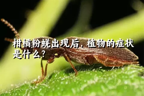 柑橘粉蜣出现后，植物的症状是什么？