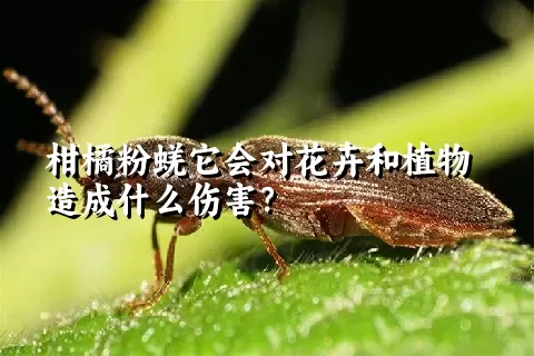 柑橘粉蜣它会对花卉和植物造成什么伤害？