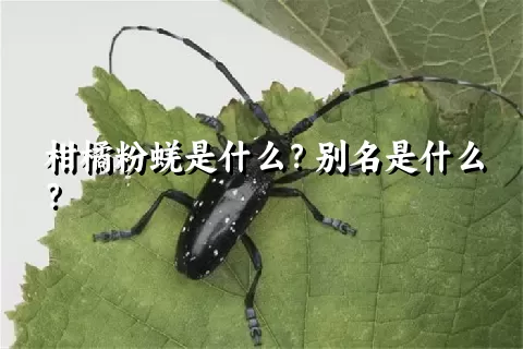 柑橘粉蜣是什么？别名是什么？