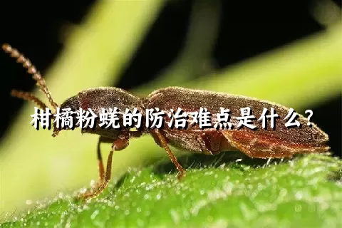 柑橘粉蜣的防治难点是什么？