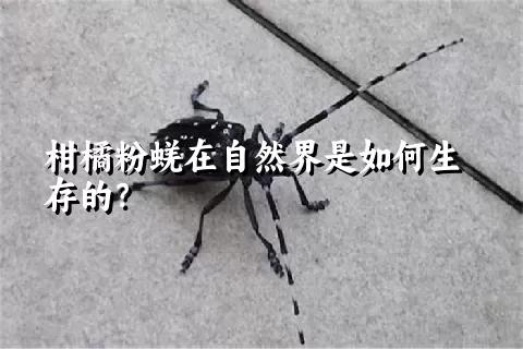 柑橘粉蜣在自然界是如何生存的？