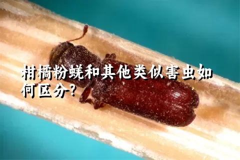 柑橘粉蜣和其他类似害虫如何区分？