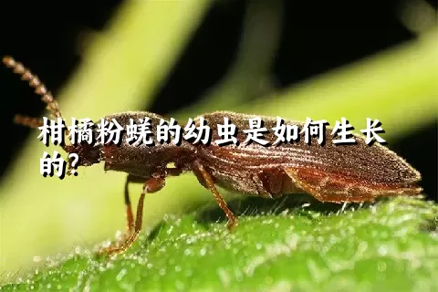 柑橘粉蜣的幼虫是如何生长的？