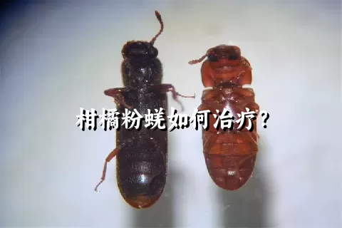 柑橘粉蜣如何治疗？