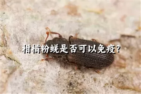 柑橘粉蜣是否可以免疫？