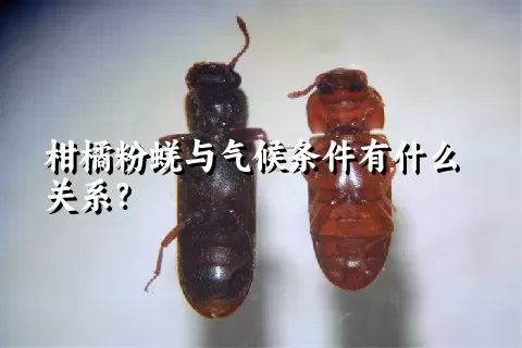 柑橘粉蜣与气候条件有什么关系？