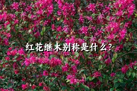 红花继木别称是什么？