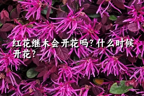 红花继木会开花吗？什么时候开花？