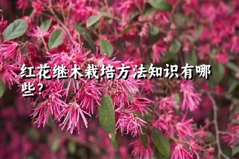 红花继木栽培方法知识有哪些？