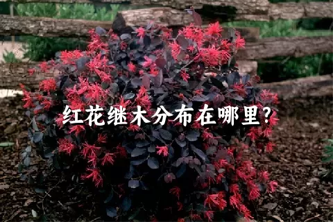 红花继木分布在哪里?