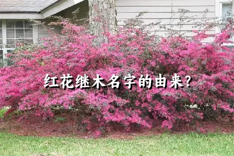 红花继木名字的由来？