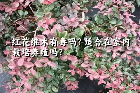 红花继木有毒吗？适合在室内栽培养殖吗？