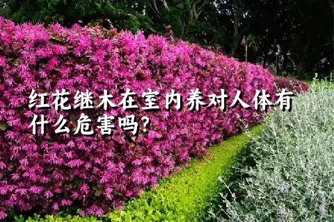 红花继木在室内养对人体有什么危害吗？